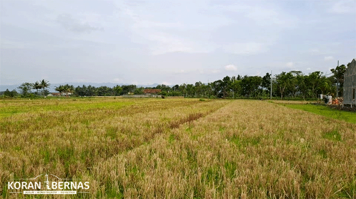 Sekitar 544 hektar Lahan Sawah Terdampak Penutupan Selokan Mataram