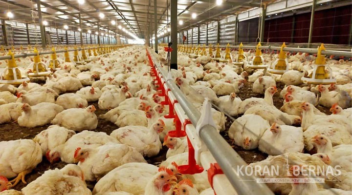 Konsumsi Daging Ayam Lebaran Diperkirakan Naik Hanya 10 Persen