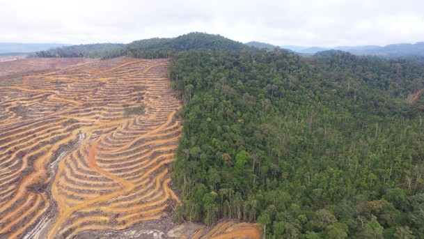 Laporan CDP, Indonesia Maju Pesat Dalam Menghentikan Deforestasi