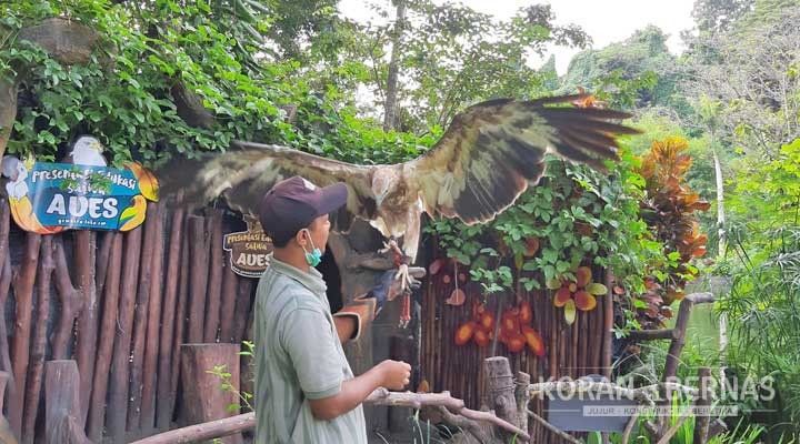 Tiga Bulan Tidak Ada Pengunjung Perilaku Satwa GL Zoo Yogyakarta Berubah