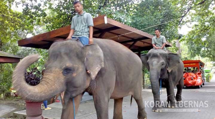 Gajah GLZoo Bunting 19 Bulan, Rutin Diajak Jalan-jalan
