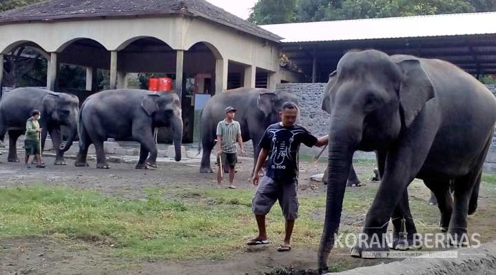 Delapan Gajah Habiskan Rp 10 Juta Per Minggu, Hanya untuk Pakan
