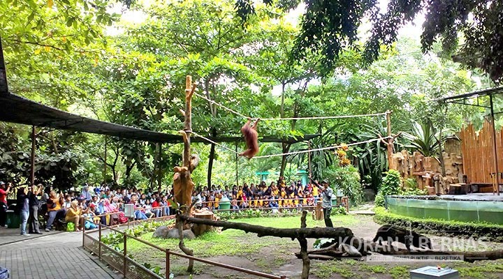 Pelajar Terhibur Lihat Aksi Orangutan Meniti Tali