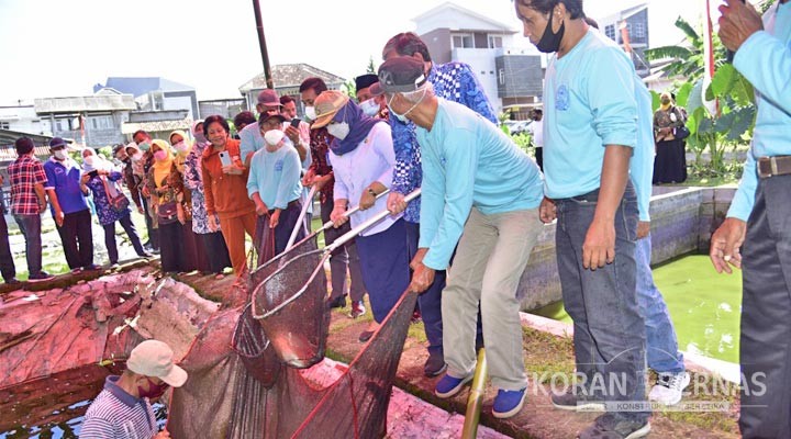 Bupati Sleman Panen Raya Ikan Patin di KPI Mina Kebon 