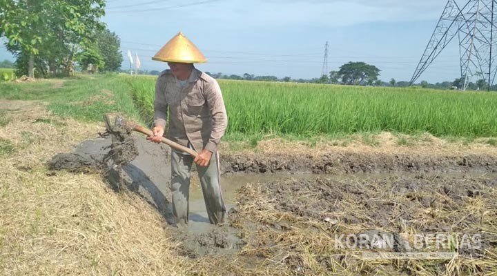 Petani di Klaten Mengeluhkan Sulitnya Mendapatkan Pupuk Subsidi