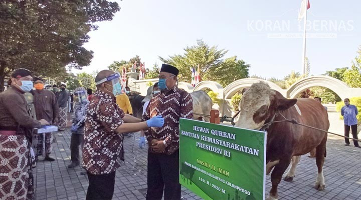 Presiden Jokowi Menyumbang Sapi Super Gemuk Gombloh dan Sonar untuk Warga DIY