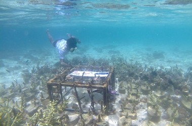 Dukung Pelestarian Lingkungan, Yili Indonesia Pasang Terumbu Karang di Pulau Komodo