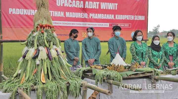 Tradisi Wiwit dan Kirab Mulai Digelar di Madurejo Prambanan 