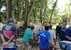 Ditemukan 4.282 Kasus LSD Menyerang Sapi, 27 Mati