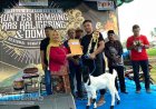 Digelar Kontes Kambing Ras Keligesing dan Domba Lokal