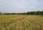 Antisipasi Kemarau Panjang, Sleman Siapkan Bantuan Pompa Air