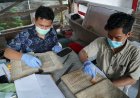 Naskah Kuno Ribuan Lembar Terancam Rusak, Berhasil Diselamatkan dengan Proses Digitalisasi