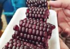 Perubahan Iklim Membuat Jagung jadi Ketan Ungu, Ini Penampakannya