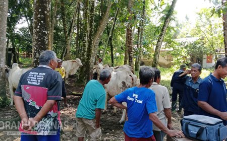 Ditemukan 4.282 Kasus LSD Menyerang Sapi, 27 Mati