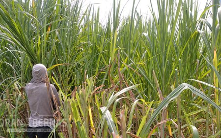 Pengiriman Hijauan Pakan Ternak Dihentikan, Petani Rumput Gajah Terdampak