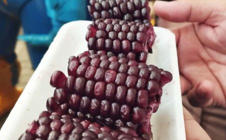 Perubahan Iklim Membuat Jagung jadi Ketan Ungu, Ini Penampakannya
