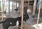 Berjualan Kambing Sejak 1952, Pedagang Ini Punya Pelanggan Tahunan Saat Idul Adha