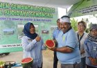 Panen Perdana, Semangka Kalasan Bobot Empat Kilogram