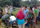 Penyakit Kambuh, Pemetik Padi Meninggal di Sawah
