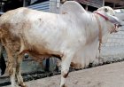 Bupati Bangga, Sapi Milik Petani Milenial Sleman Jadi Hewan Kurban Presiden