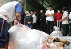 Pastikan Kesehatan Hewan Kurban, Pemkab Sleman Pantau Penyembelihan