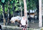 Bupati Kebumen Kurban 12 Sapi PO, Dibeli dari Peternak Lokal