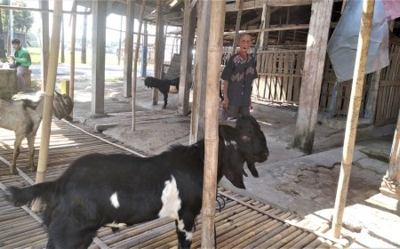 Berjualan Kambing Sejak 1952, Pedagang Ini Punya Pelanggan Tahunan Saat Idul Adha