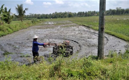 Musim Tanam I, Petani Kebumen Menghadapi Keterbatasan Air dan Pupuk Subsidi