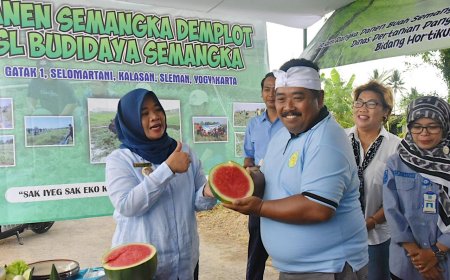 Panen Perdana, Semangka Kalasan Bobot Empat Kilogram