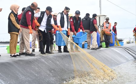 Total 14 Ton, Panen Udang Parsial di Tambak BUBK Kebumen