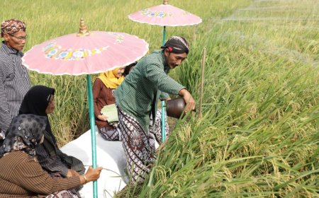 Tradisi Wiwitan, Budaya Lokal yang Perlu Dilestarikan