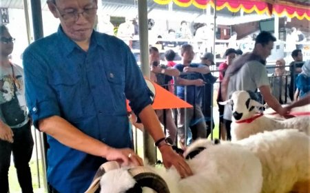 Sleman Masih Kekurangan Ketersediaan Hewan Kurban