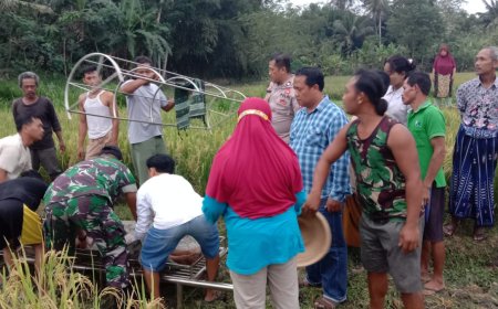 Penyakit Kambuh, Pemetik Padi Meninggal di Sawah