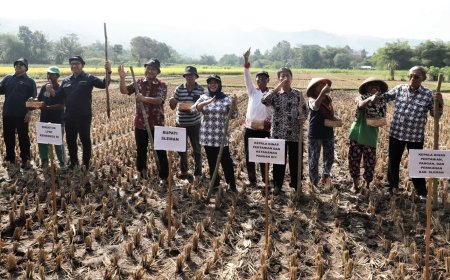 Gerakan Tanam Kedelai 2023 Dimulai, Mengurangi Impor