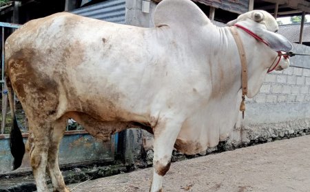 Bupati Bangga, Sapi Milik Petani Milenial Sleman Jadi Hewan Kurban Presiden