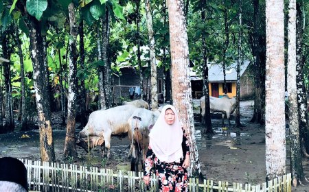 Bupati Kebumen Kurban 12 Sapi PO, Dibeli dari Peternak Lokal