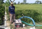 Selamatkan Tanaman Padi, Petani di Trucuk Klaten Sedot Air dari Sumur Irigasi