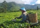 Menikmati Pemandangan Asri di Kebun Teh Tambi