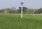 Burung Hantu Efektif Basmi Hama Tikus, Desa-desa di Klaten Bangun Rubuha