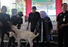 Diresmikan Bupati, Girikerto Jadi Desa Peternakan Kambing Perah
