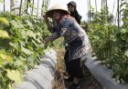 Tanah Kas Desa untuk Budi Daya Mentimun dan Cabai