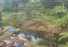Agrowisata Pagilaran Butuh Pembenahan
