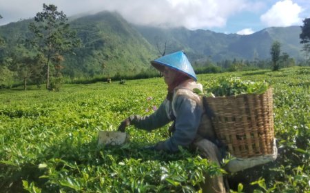 Menikmati Pemandangan Asri di Kebun Teh Tambi