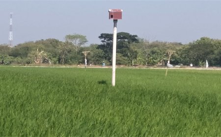 Burung Hantu Efektif Basmi Hama Tikus, Desa-desa di Klaten Bangun Rubuha