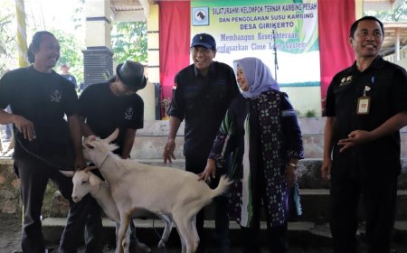 Diresmikan Bupati, Girikerto Jadi Desa Peternakan Kambing Perah