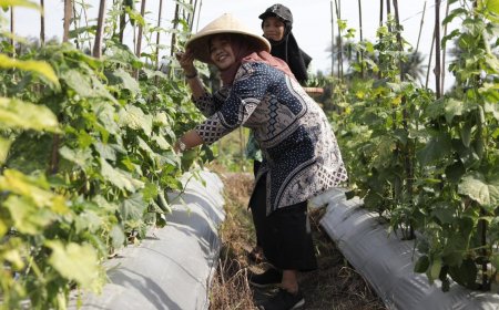 Tanah Kas Desa untuk Budi Daya Mentimun dan Cabai