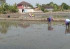 Memutus Serangan Hama, Petani di Desa Krecek Klaten Tanam Padi Serentak