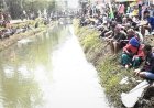 Ribuan Pemancing Memperebutkan Lele Lima Kuintal yang Ditebar di Sungai Wawar