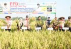 Kebumen Surplus Beras Petani Diuntungkan Harga Gabah di Atas HPP