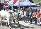 Meriah, Festival Gerobak Sapi di Cangkringan Sleman